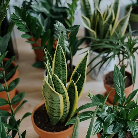 Hotel de apartamente Goji Vegan Ialysos (Rhodes)