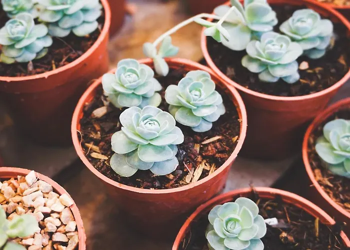 Goji Vegan Apartahotel