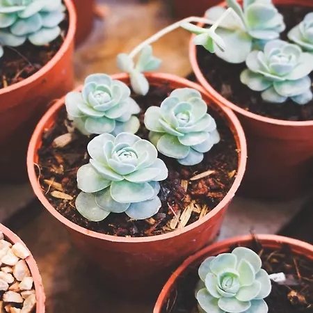 Goji Vegan Apart-hotel