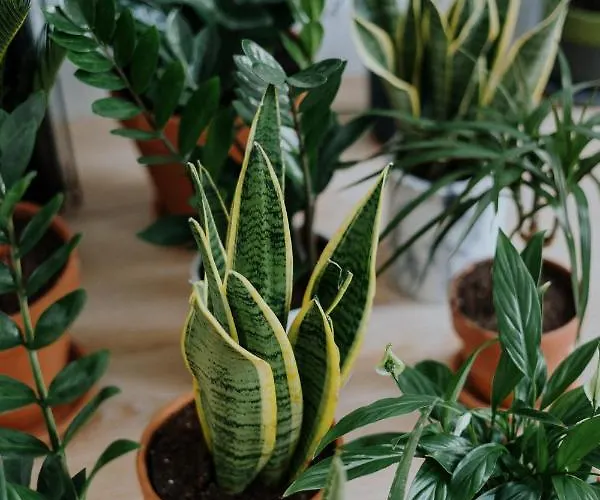 Hotel apartamentowy Goji Vegan Jalisos